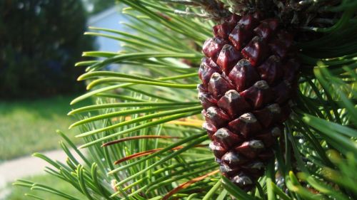 pine cone tree seed