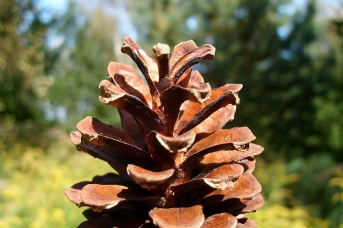 pine cone macro nature