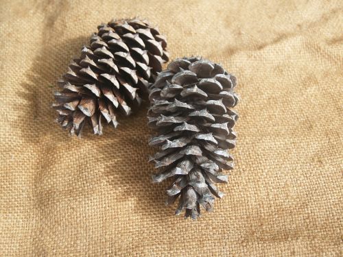 pine cone pine cones rough