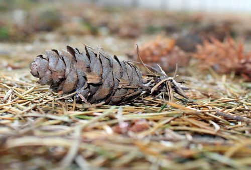 pine cone conifers nature