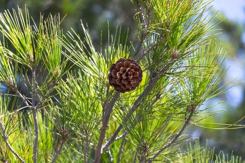 pine cone nature tree
