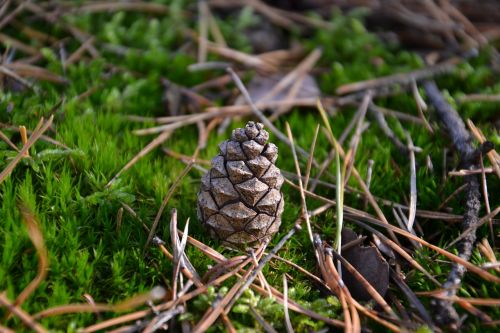 pine cone forest pine