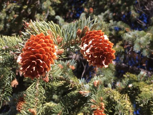 pine cone snow fir
