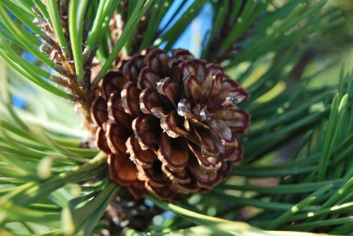 pine cone nature macro