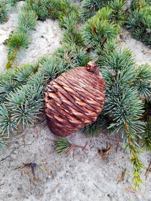 pine cone pine tree