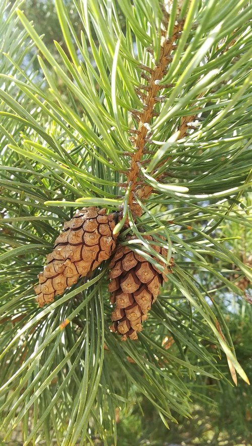 pine cone  needle  pine