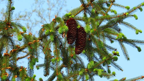 pine cone  needles  conifer