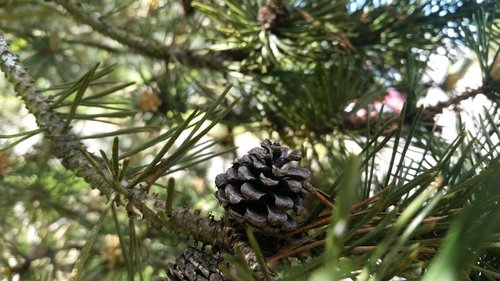 pine cone  little  green