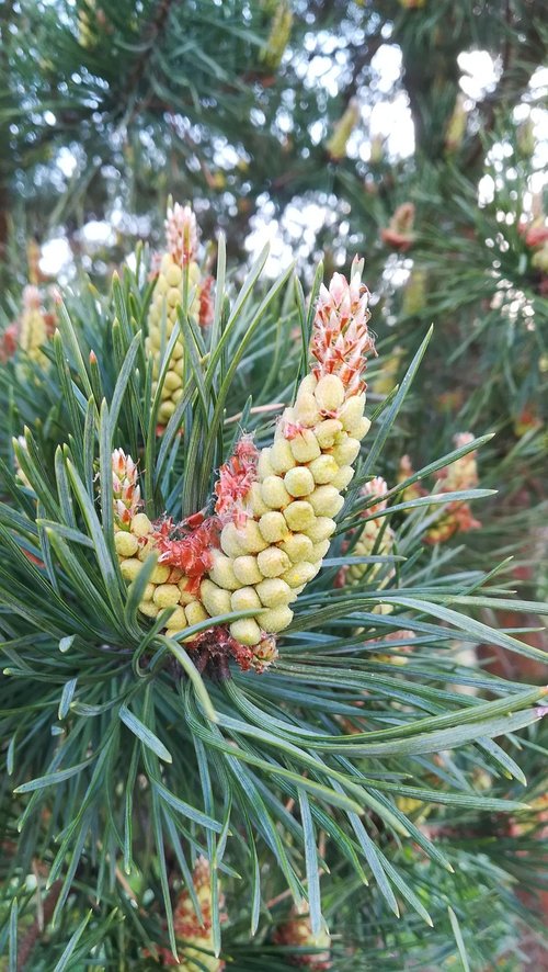 pine cone  pine  needles