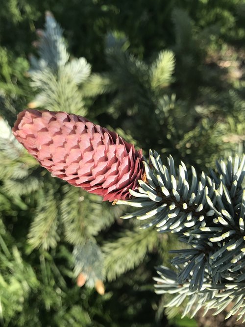 pine cone  cone  spruce