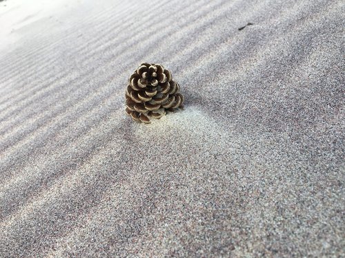 pine cone  beach  the waves