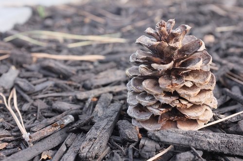pine cone  wood  nature