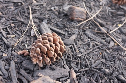 pine cone  wood  nature