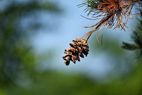 pine cone  pine tree  pine