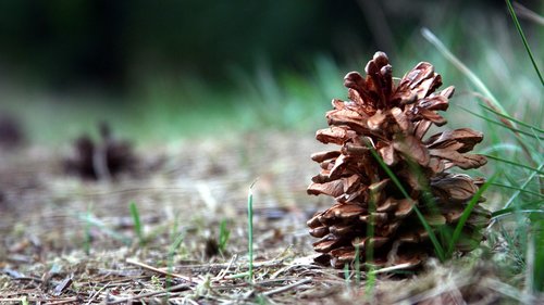 pine cone  forest  tree