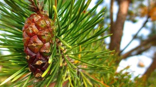 pine cone  branch  spruce