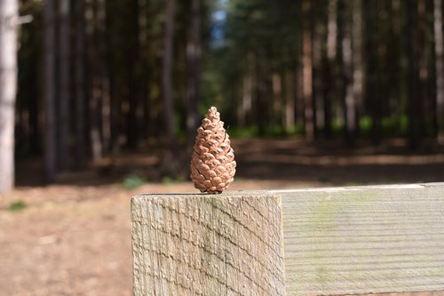 pine cone  woods  england