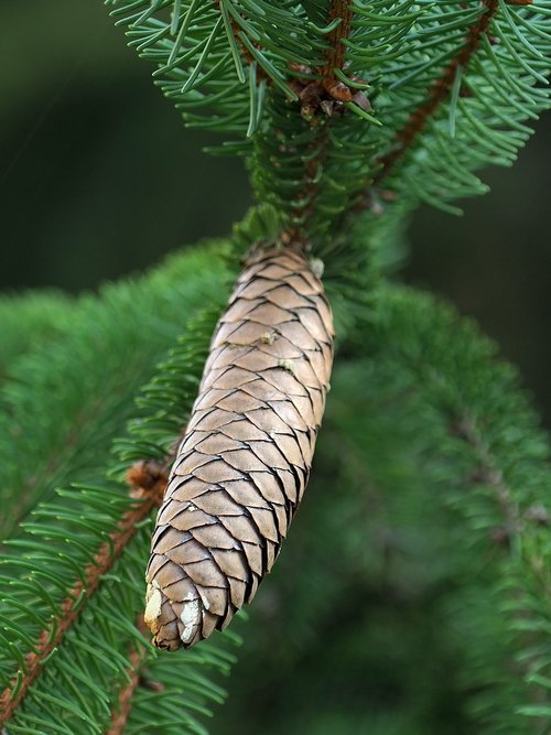 pine cone  tree  pine
