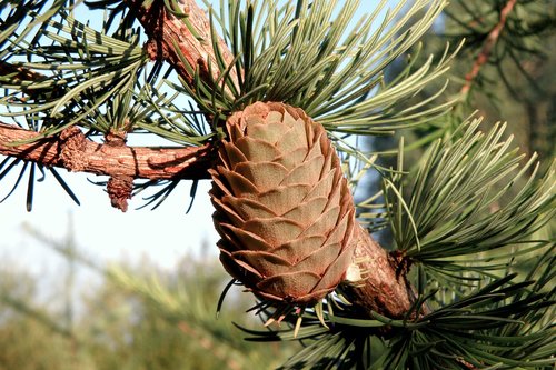 pine cone  spruce  needles