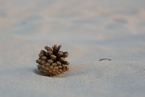 pine cone sand pine