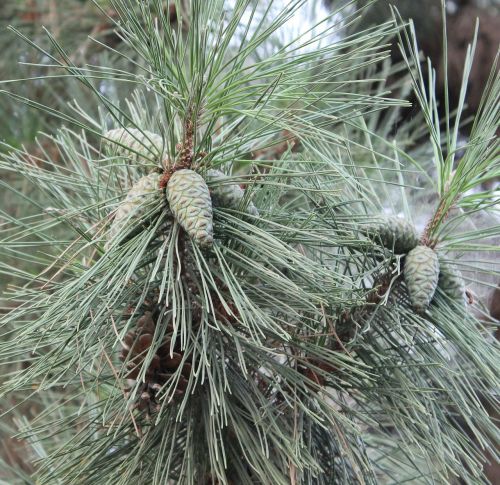 pine cone pine cone