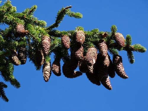 pine cone pine tap