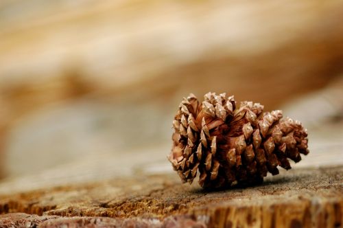 pine cone wood pine