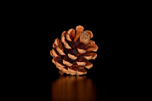 pine cone tap seeds