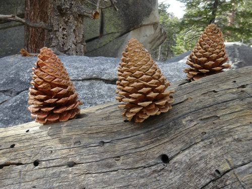 pine cone nature christmas