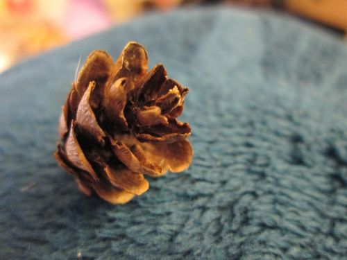 pine cone small brown