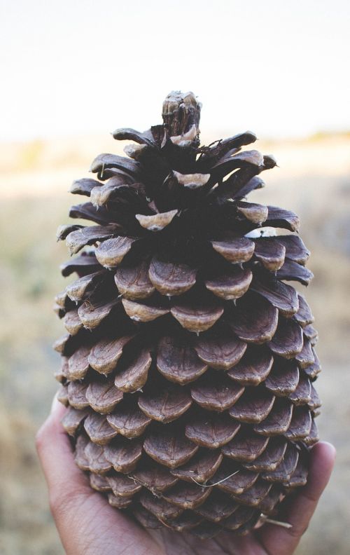pine cone huge brown