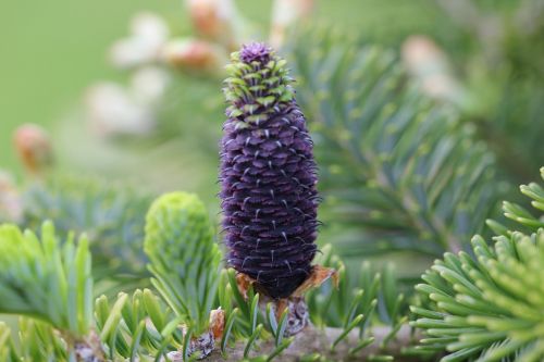 pine cone pine flower nature