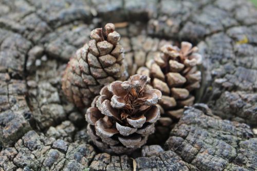pine cone stump nature