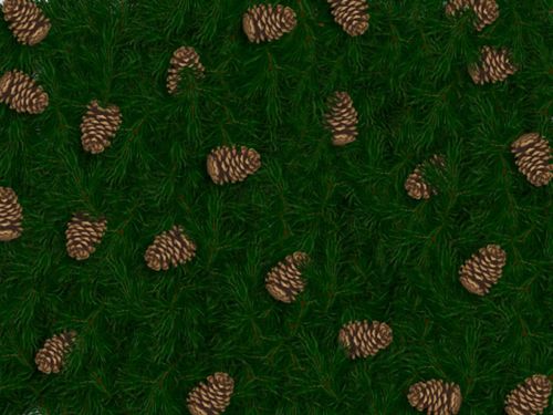 Pine Cone Background