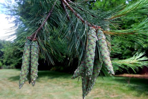 Pine Cone Cluster (a)