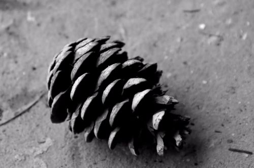 Pine Cone In Black And White