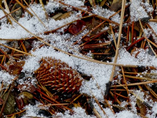 Pine Cone In Snow