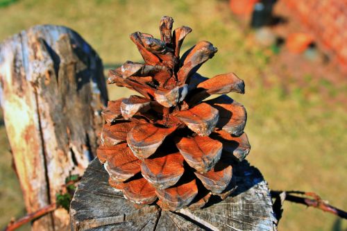 Pine Cone On Post
