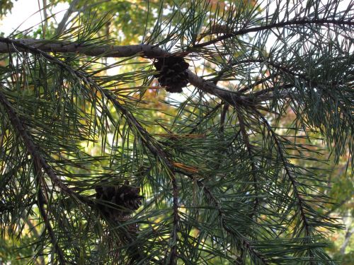 pine cones tree outdoors