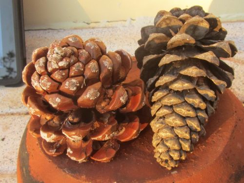 pine cones pine cone