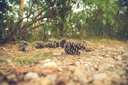 pine cones ground forest