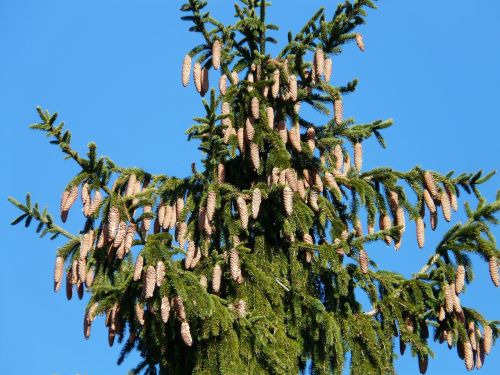 pine cones tap tree