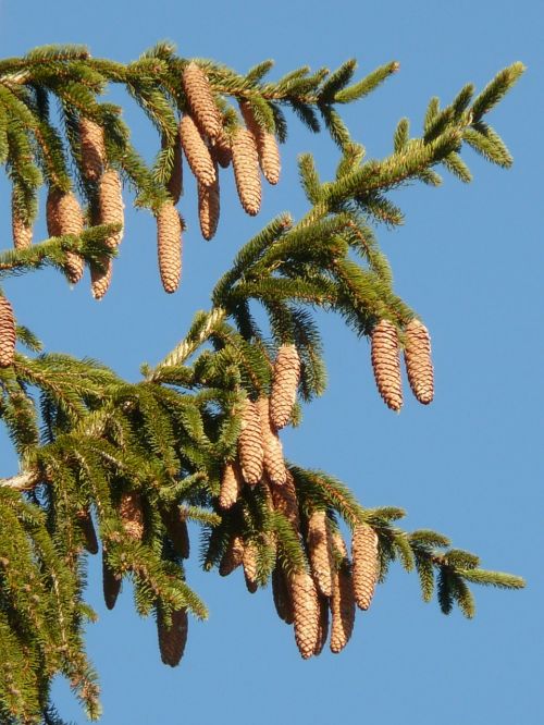 pine cones tap tree