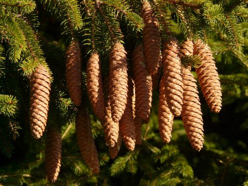 pine cones tap tree