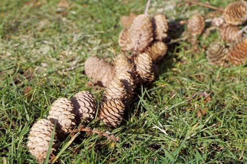 pine cones tap grass