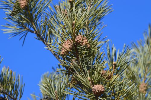 pine cones fir needles