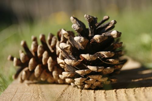 pine cones wood seed