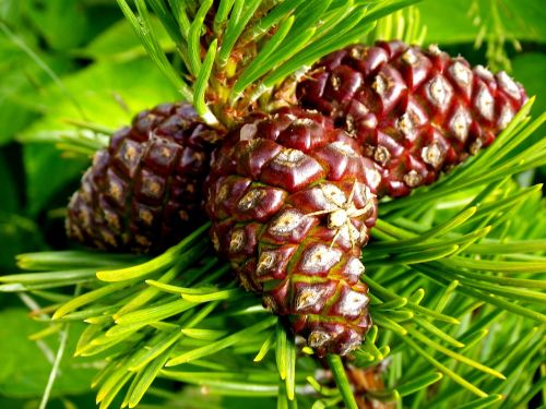 pine cones fir close