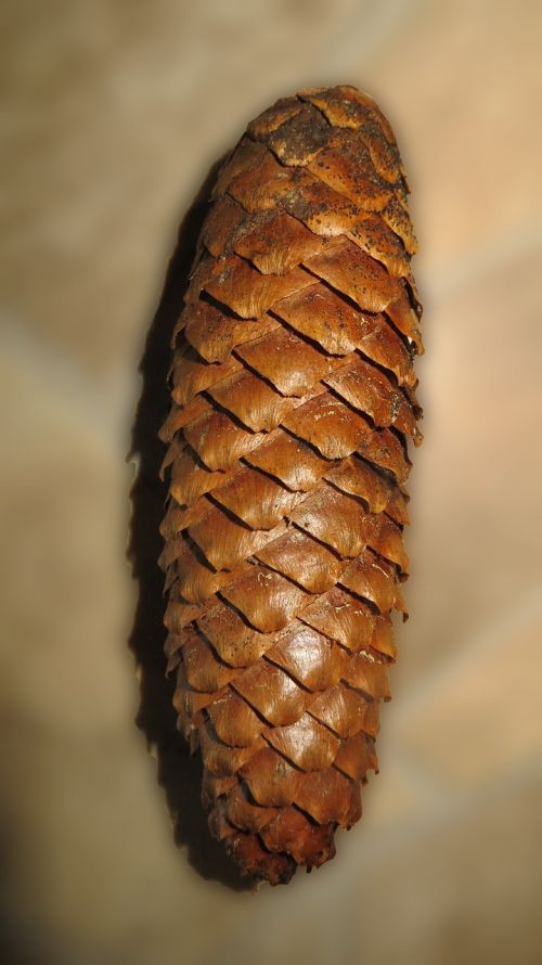 pine cones tree fruit decoration