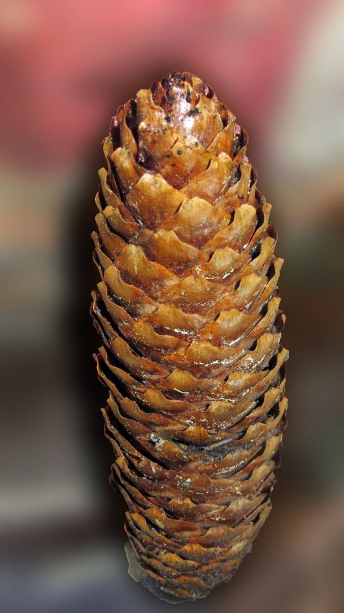 pine cones tree fruit decoration